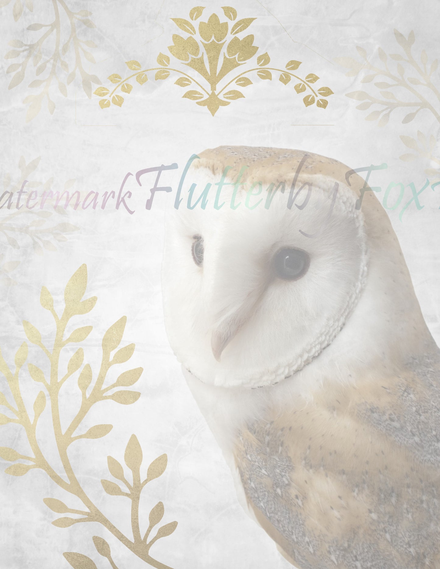 Barn Owl