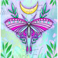 Moon Moth